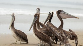 Some of the sick California Brown Pelicans impacted by a mysterious malady being re-released into the wild after undergoing rehabilitation in Santa Barbara County.