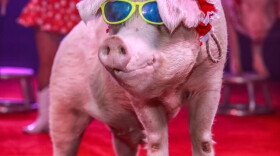 Cuzin Grumpy's Pork Chop Revue is among the new acts featured in Circus Flora's 2018 season.