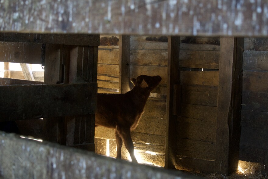 A baby calf rests in its pen during Baby Animal Days at the American West Heritage Center.