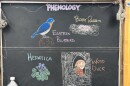 Chalk illustrations show a hepatica flower, a Wood Duck in its nest, baby rabbits, and an Eastern Bluebird.