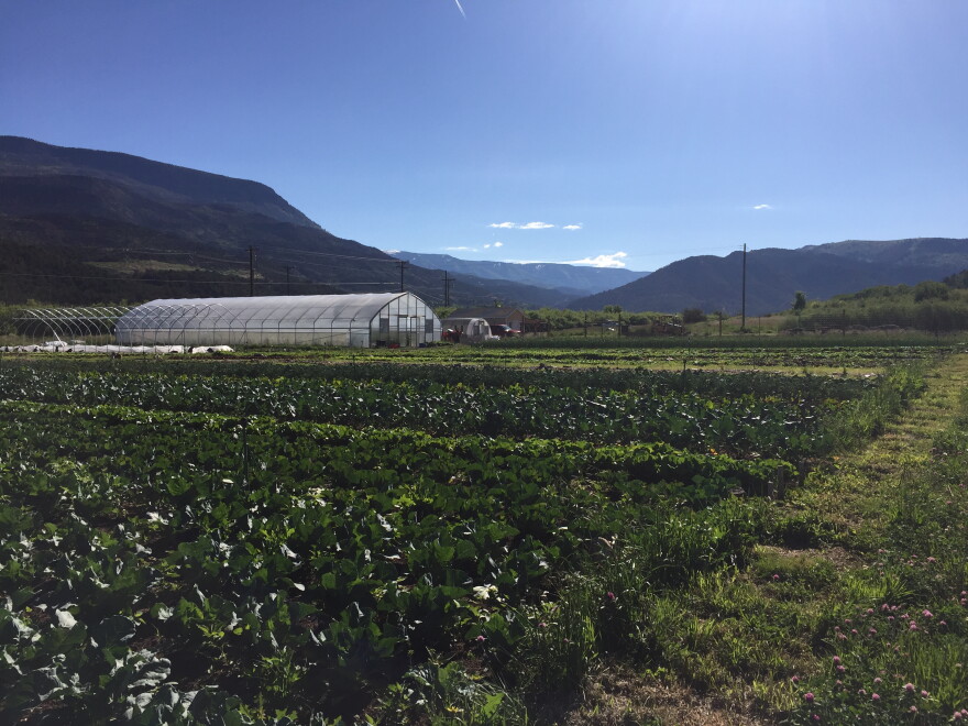 Two Roots Farm is a small market farm growing fresh, organic vegetables for the Roaring Fork Valley.