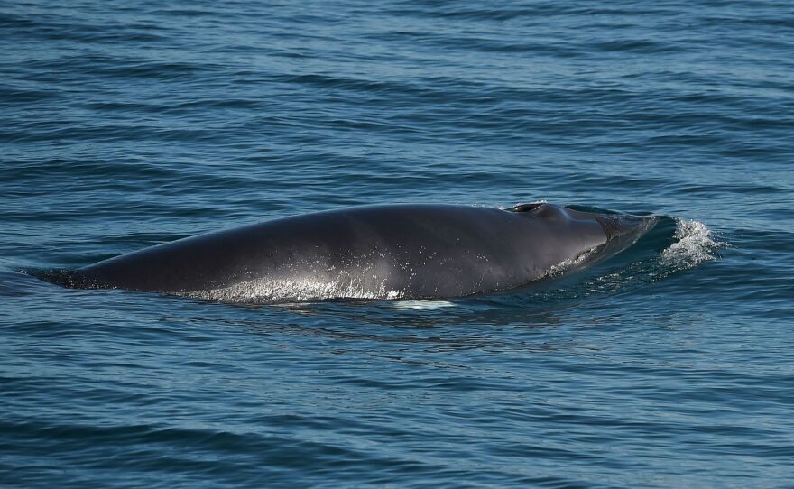 A Minkey whale breaches the surface near Boothbay Harbor in the Gulf of Maine on Aug. 10, 2018. Researchers say warming in the gulf is driving whales into waters further north where fewer environmental protections exist. [Andrew Caballero-Reynolds / AFP/Getty Images]