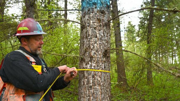 A U.S. Forest Service forester measures a tree in a national forest.
