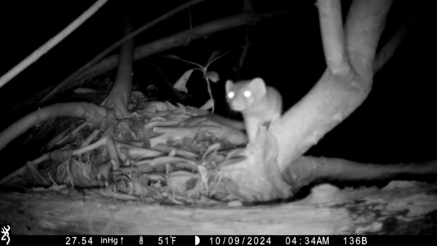 A small animal is captured by a nighttime trail camera perched on a tree branch, with its eyes reflecting the infrared light.