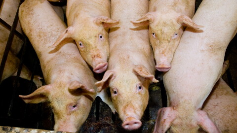  Concentrated animal feeding operations hold thousands of heads of livestock, such as hogs, cattle or poultry which produce gallons of waste. 