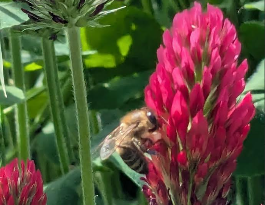Honey bees' favorite food- pollen- is in short supply at this time of year.