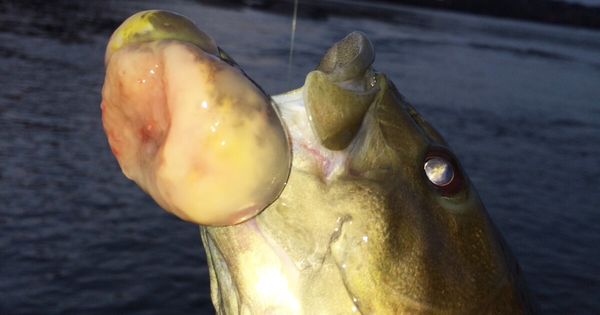 do fishing lures cause cancer Knockin Shrimp Texas Slam/Limetreuse A Fish With Cancer Raises