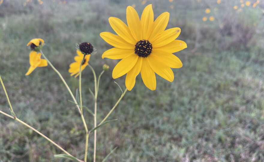 The Pepper Ranch Preserve in Pepper Ranch Preserve in Immokalee annually experiences a native sunflower bloom. Reservations for viewing the 2026 annual bloom event of native Southeastern sunflowers is available at  https://tinyurl.com/PepperRanchSunflowers.