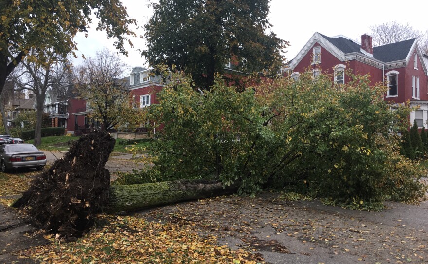 A fallen tree from a strong wind storm in Buffalo.