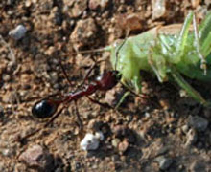 harvester-ant-small-2
