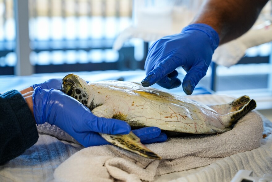 Turtles on a table being treated at a rehabilitation center