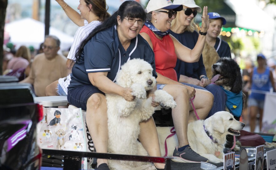 Therapy dogs, including Lucy the Goldendoodle, ride on a float during the Little League World Series parade.