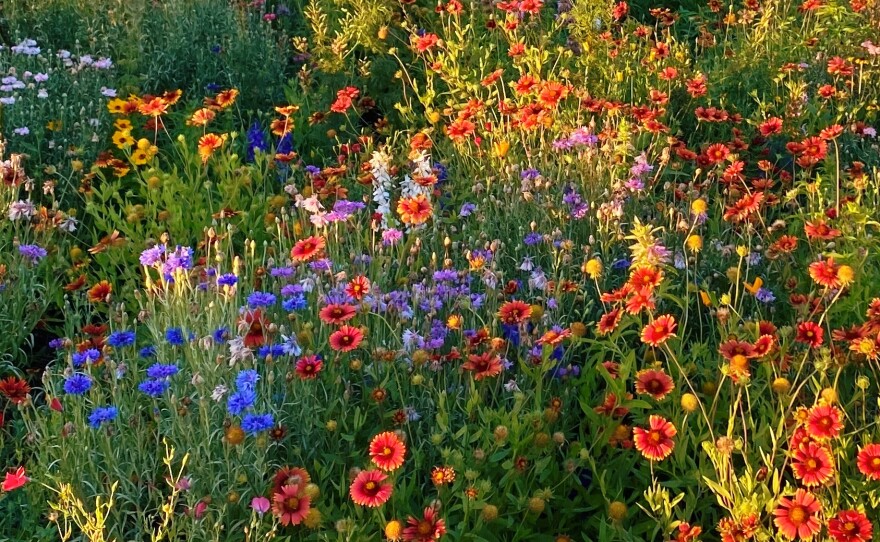 Flowers in a garden