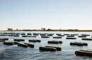 Pelican Oyster Company’s farm in Oyster Bay. The black bars are floating pontoons; each pair of pontoons holds a cage suspended beneath it. 