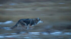 A coyote runs through a field in low light. The image is blurred, indicating movement