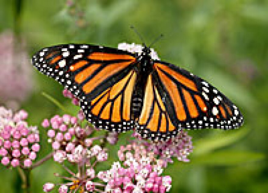 Monarch Butterfly