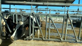 A cow stands in the free stall barn at Alliance Dairies in Trenton. (Kristin Moorehead/WUFT News)