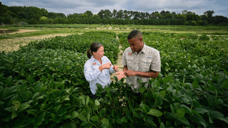 The CROPS Project, funded by the National Science Foundation, will build a 42-county ag tech corridor with the help of several universities across North Carolina. (NC State University)