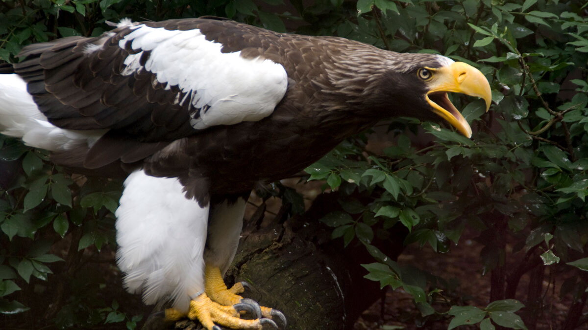 SIU prof studies how eagle 7K miles off course benefits economy - Vimarsana News