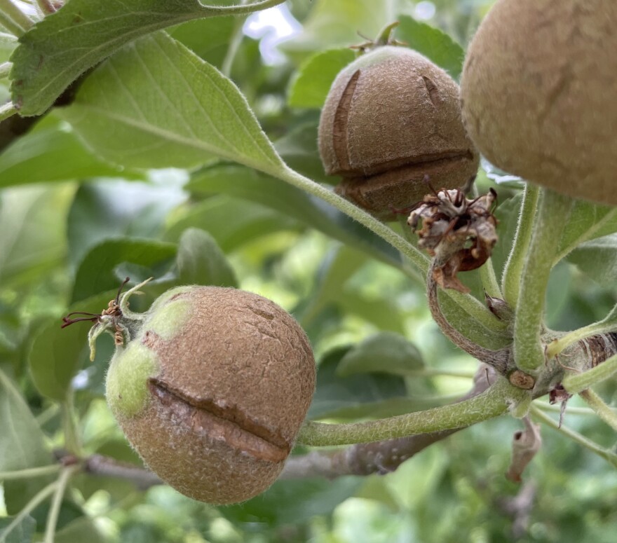 Frost damage to fruit remaining on some local apple trees in June 2023.