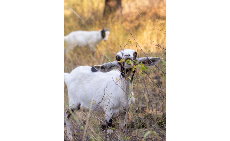 A goat owned by Craig Madsen chews at leaves on a Spokane, Washington, property.
