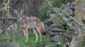 Coyote in a field