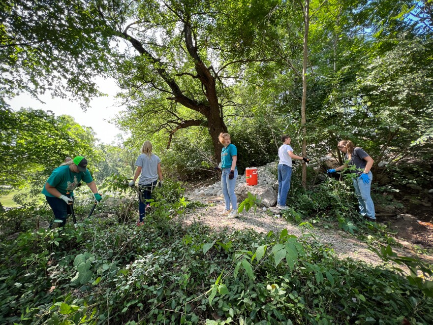 Wide angle photo shows five teenagers working in a semi-shaded, overgrown area. Some are using tools to cut shrubs.