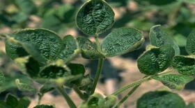 Dicamba can cause "cupping" in non-tolerant soybeans, which are especially susceptible to the herbicide.
