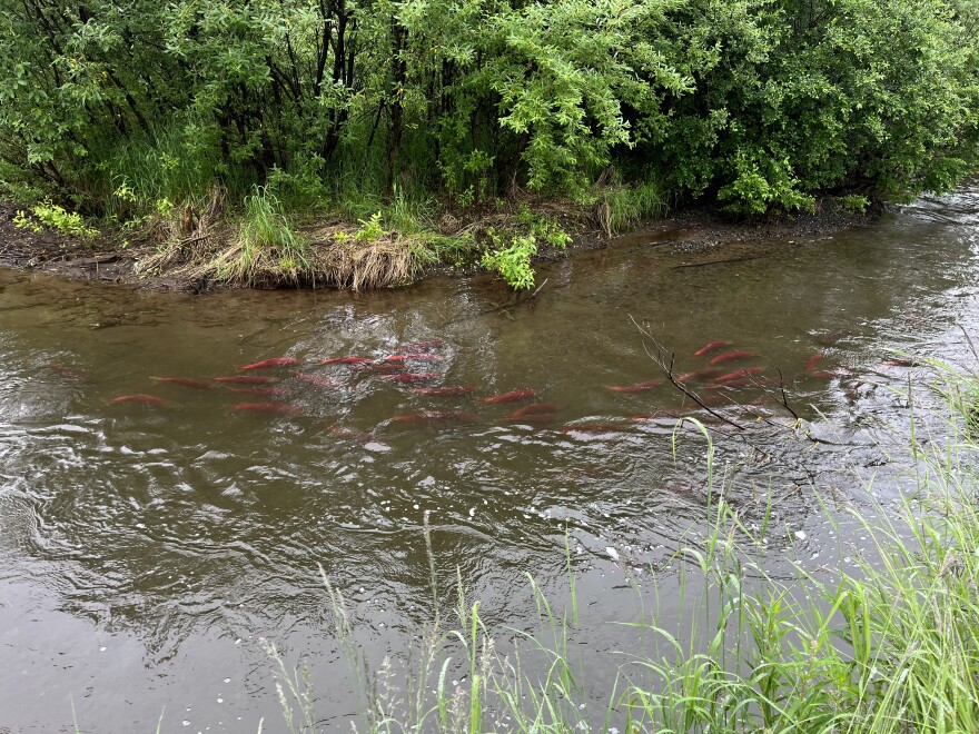 Sockeye salmon navigating back to their natal streams in a tributary of Lake Aleknagik.