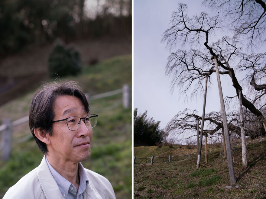 Sidafumi Hirata (left) and his team recently built long wooden posts to help hold up the tree's branches (right).