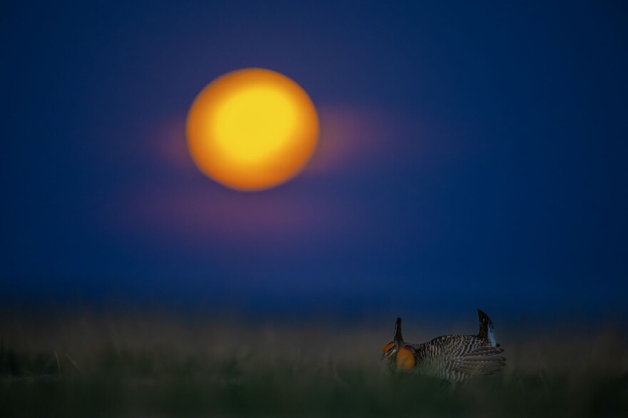 Beneath the glow of a setting moon, a greater prairie-chicken performs a mating dance: stomping and booming "in a ritual as old as the prairie itself," Noppadol Paothong said.