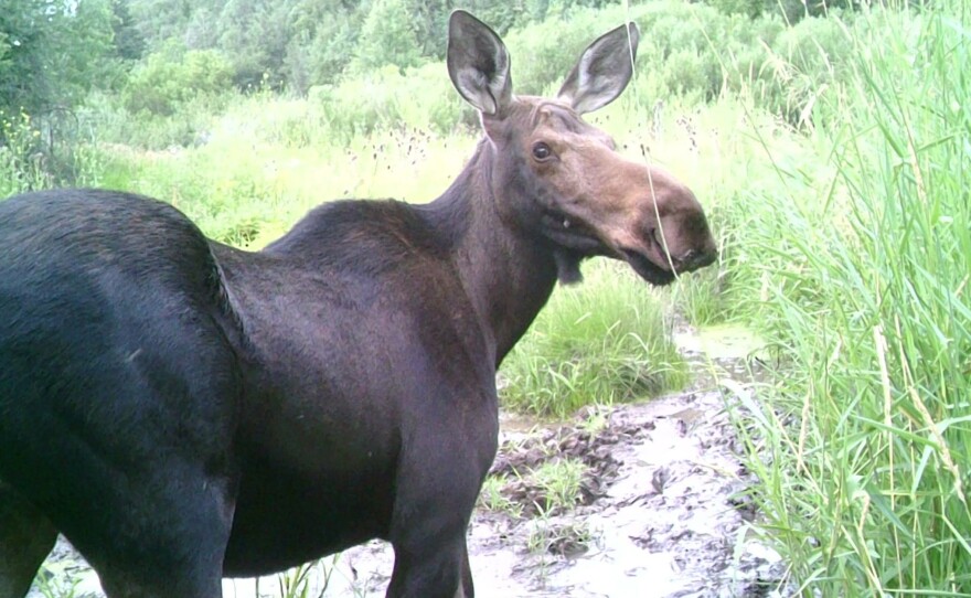 A moose on one of the newly-protected private properties. The conserved lands provide important habitat for other species as well, including mule deer, elk, sharp-tailed grouse and Bonneville cutthroat trout.