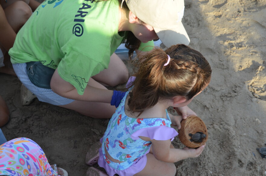 A child releases a olive ridley sea turtle hatchling. The species is classified as endangered on Mexico's Pacific coast.