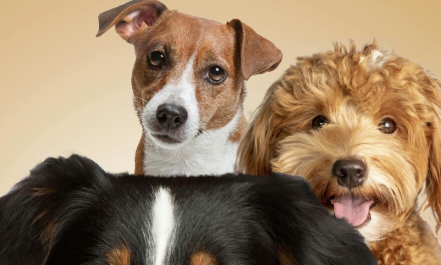 From the book cover of 'My Three Dogs' by Bruce Cameron