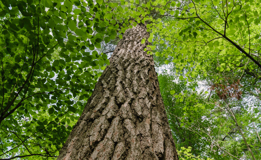 A huge white pine tree's trunk rises from the forest understory in the "Lost 40" in Chippewa National Forest, Minnesota.