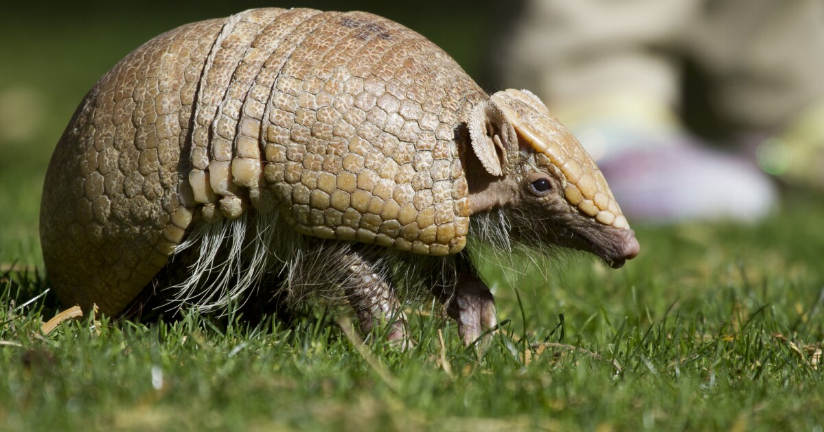 Armadillos May Be Behind Increase In Florida Leprosy Cases Wlrn