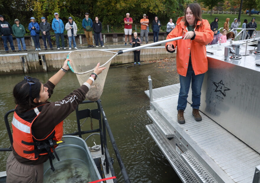 Elizabeth Bradshaw, a fish culturist with the New York State Department of Environmental Conservation's Oneida Fish Hatchery, hands a net filled with young lake sturgeon to Flora Kerner, a biological science technician with the U.S. Fish and Wildlife Service, during a stocking event at the Port of Rochester on Wednesday, Oct. 14, 2026. The DEC released 1,500 lake sturgeon fingerlings into the Genesee River as part of an ongoing effort to restore the state-threatened species. The effort has shown encouraging results, with lake sturgeon spawning documented in the river in 2021 for the first time in more than 50 years. Since 2003, approximately 9,000 lake sturgeon have been released into the river to help rebuild a naturally reproducing population.