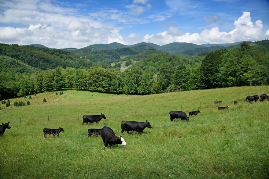 Cattle grazing on a farm in the western part of the state.