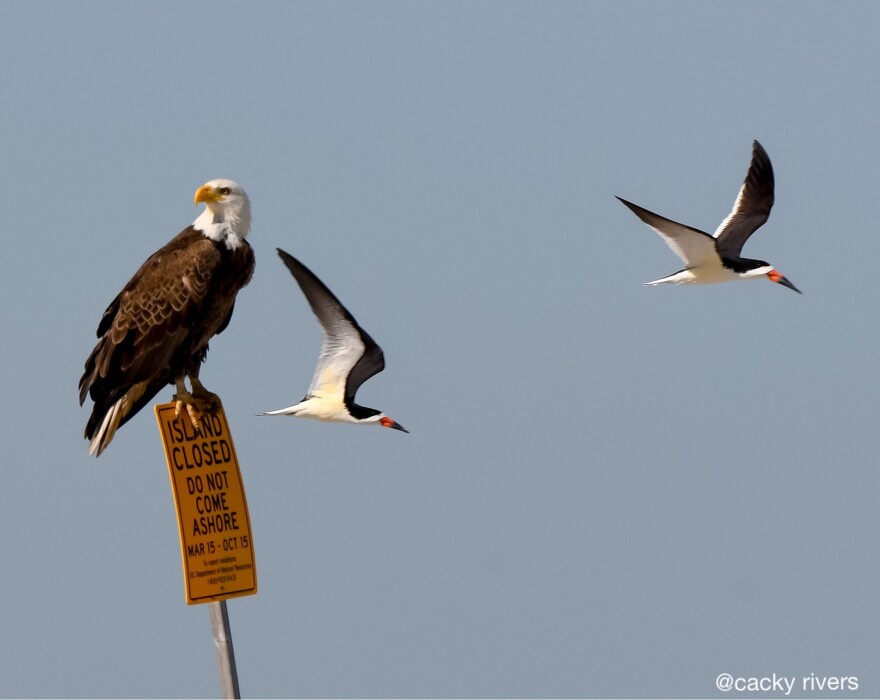 Bald eagle perches on sign warning people not to come ashore on Crab Bank during nesting season. May 2023