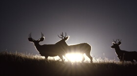 Montana Fish, Wildlife and Parks plans to increase CWD sampling of white-tailed deer near Libby this fall after a positive test result was taken from the area this past May.