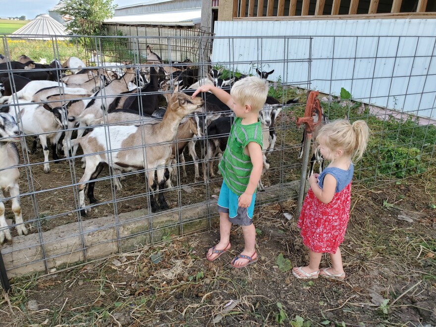 children_visit_grazing_goat_dairy.jpg