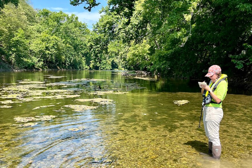 A woman with a notepad stands in a river with green material floating on the surface.