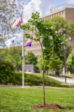 Steven Wright Memorial Tree Planting 660.5297