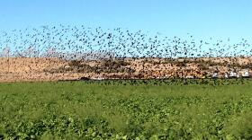 flock of birds