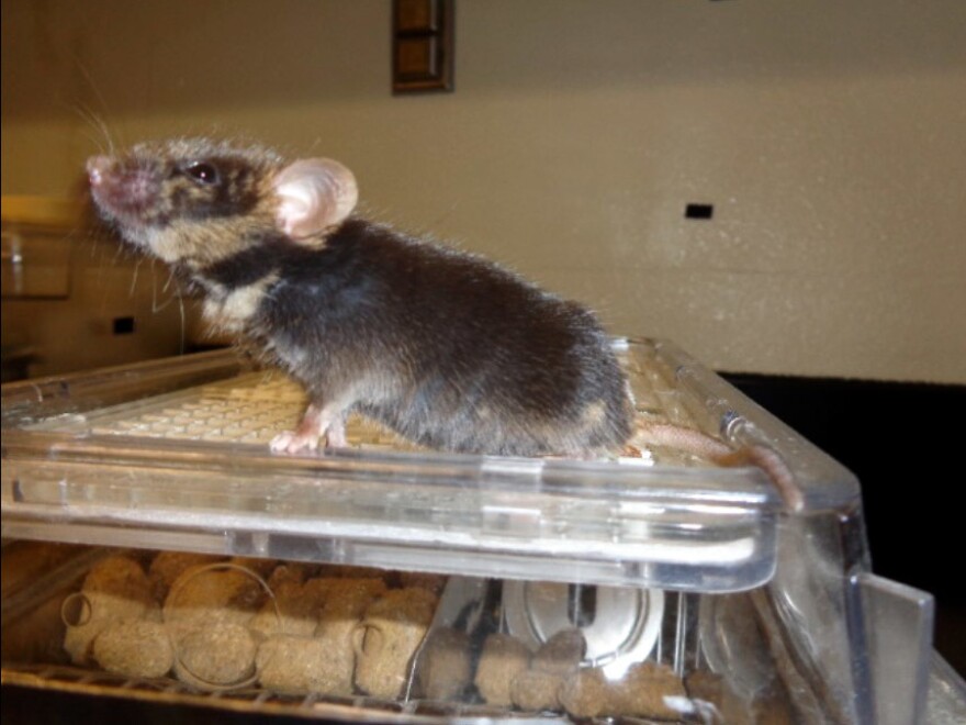 A 1-year-old chimera generated by injecting rat pluripotent stem cells into a mouse blastocyst. Brown in the coat indicates the rat contribution.