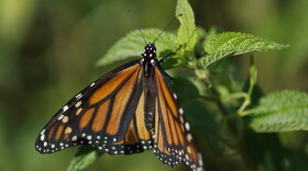 A monarch butterfly rests on a plant at Abbott's Mill Nature Center in Milford, Del. Already at risk of extinction, the monarch butterflies that flutter through Texas on their way to Central Mexico face yet another formidable predator: deadly traffic. Millions of monarchs die on the state's highways as they collide with vehicles while flying.