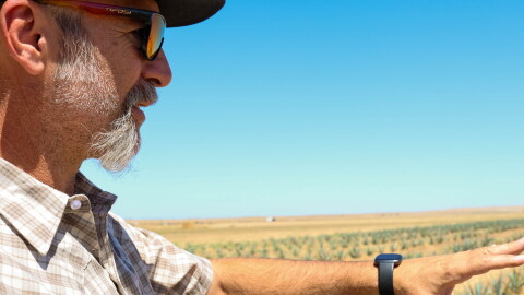 Merced farmer James Hunt looks out at his 14 acre plot of agave plants.