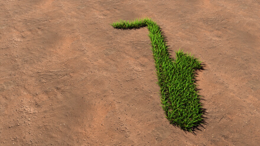 green summer lawn grass in the shape of xophone, on brown soil