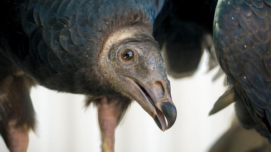 California Turkey Vulture