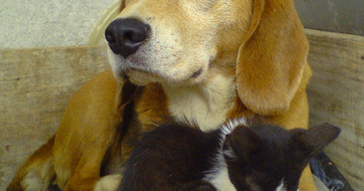 More Colleges Allow Pets in Dorms; Davidson Among Latest